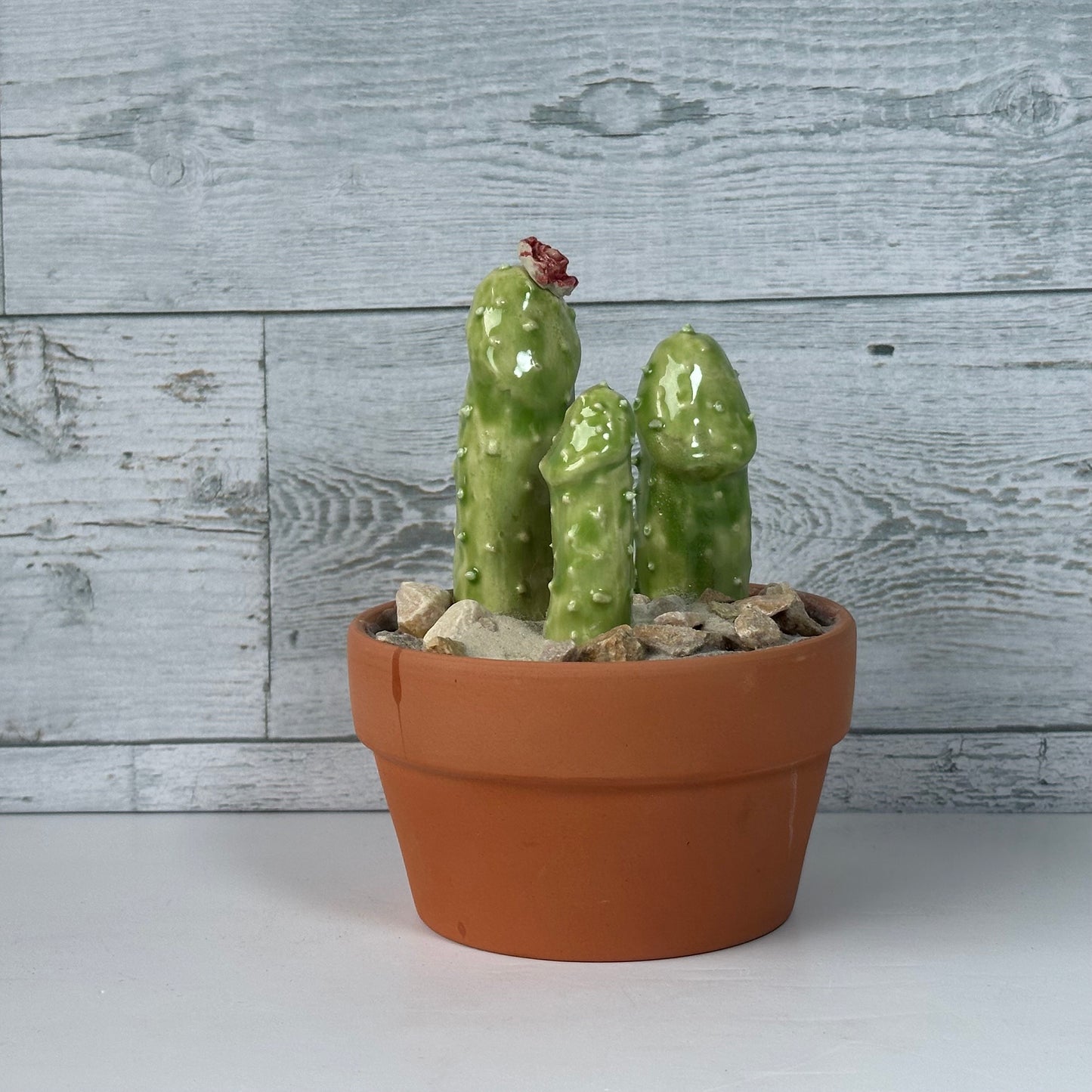 Cocktus Planter