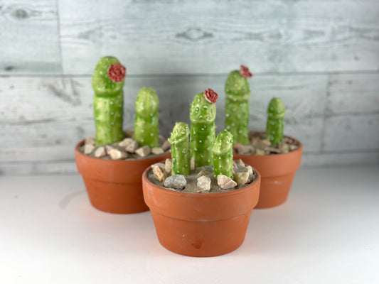 Cocktus Planter